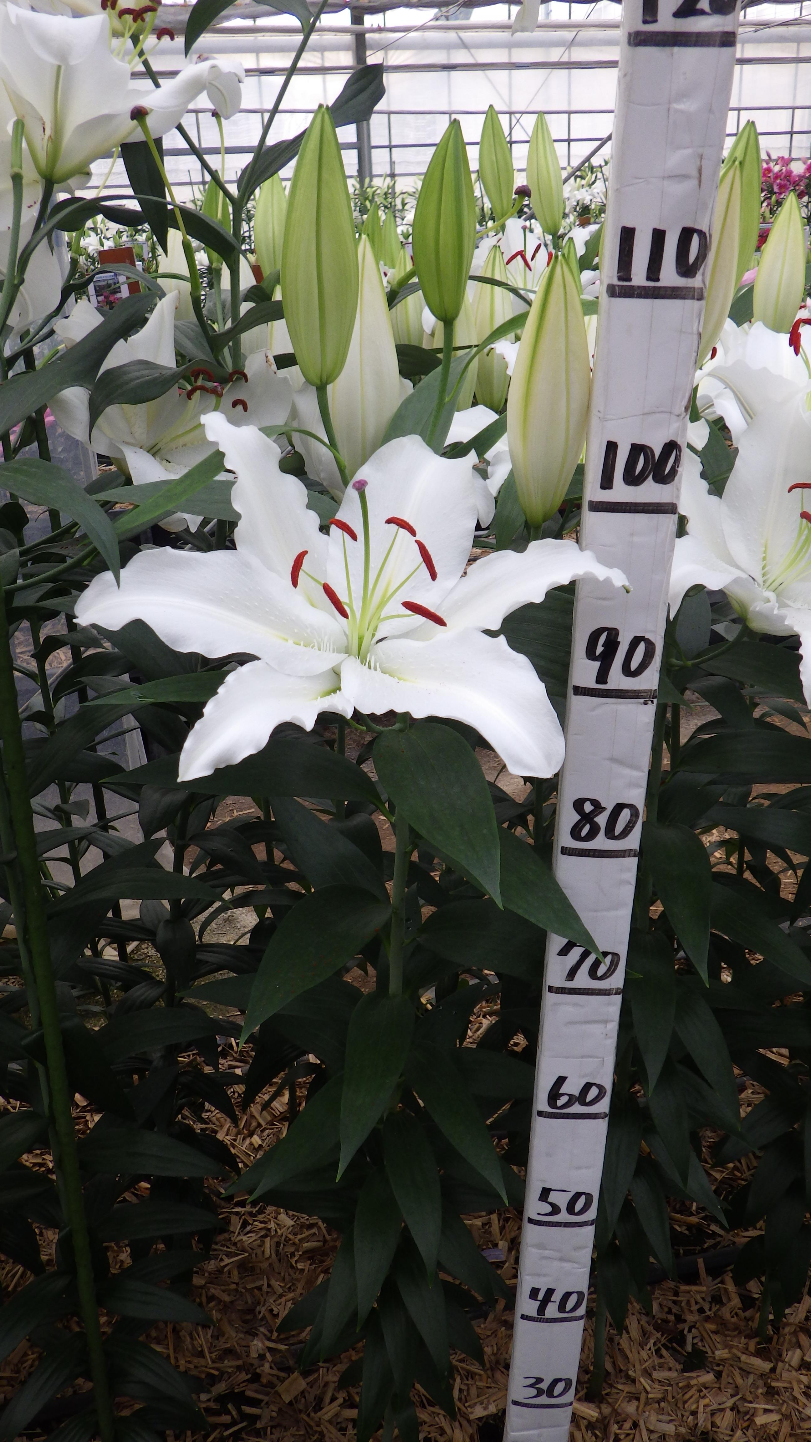 ホワイトランタン